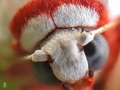 Cyana perornata