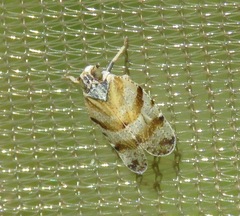 Tachycixius venustulus