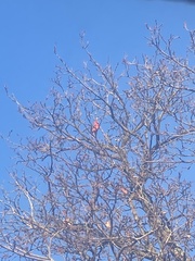 Cardinalis cardinalis