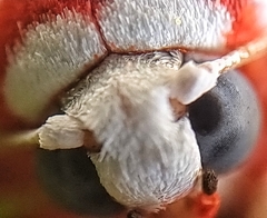 Cyana perornata