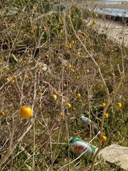 Solanum elaeagnifolium