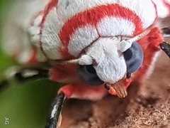 Cyana perornata