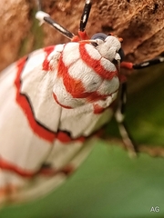 Cyana perornata