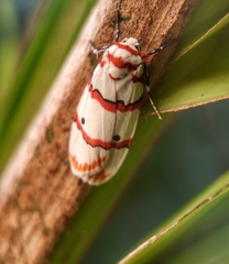 Cyana perornata