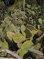 Opuntia