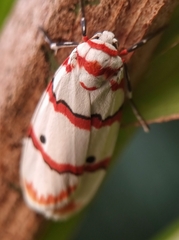 Cyana perornata