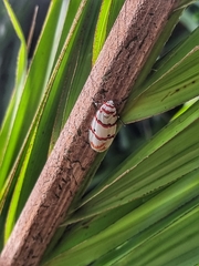 Cyana perornata