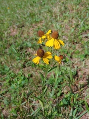 Helenium flexuosum