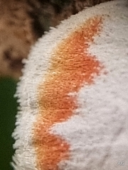 Cyana perornata