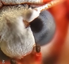 Cyana perornata