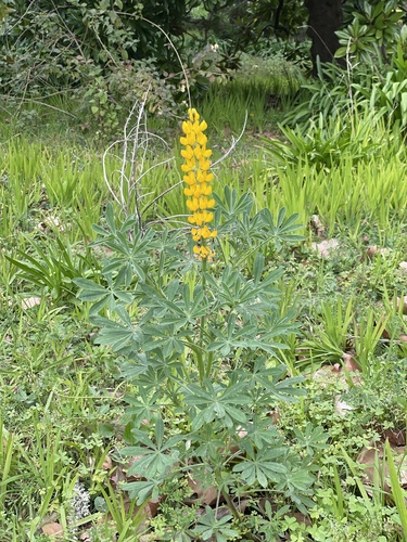 Lupinus image