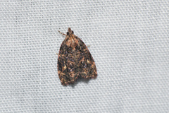 Gatesclarkeana idia