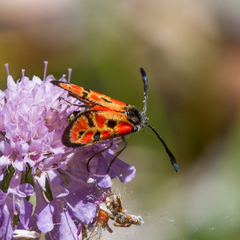 Zygaena hilaris