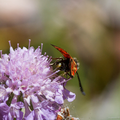 Zygaena hilaris