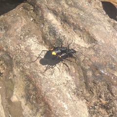 Oxycheila