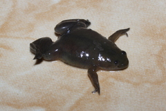 Xenopus borealis