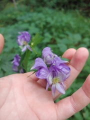 Aconitum uncinatum