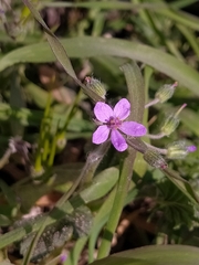 Erodium
