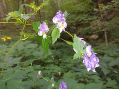 Aconitum uncinatum