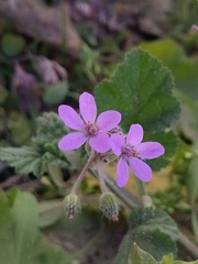 Erodium