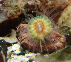 Caryophyllia smithii