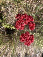 Crassula alba