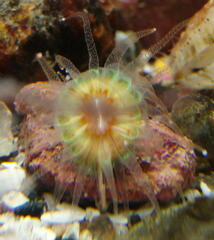 Caryophyllia smithii