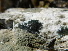 Scoliciosporum umbrinum