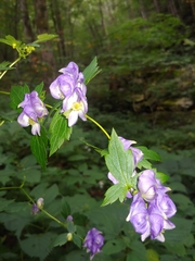 Aconitum uncinatum