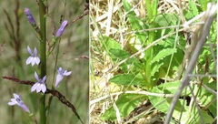 Lobelia urens