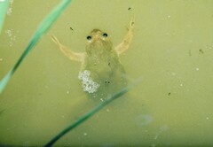 Xenopus muelleri