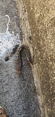 Cormocephalus westwoodi