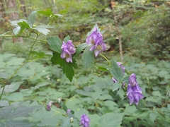 Aconitum uncinatum