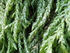 Thamnobryum alopecurum