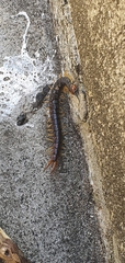 Cormocephalus westwoodi