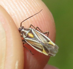 Horistus orientalis