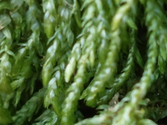 Thamnobryum alopecurum