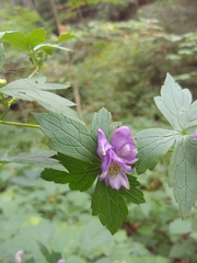 Aconitum uncinatum