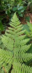 Macrothelypteris torresiana