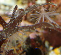 Gonactinia prolifera