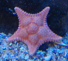 Hippasteria phrygiana