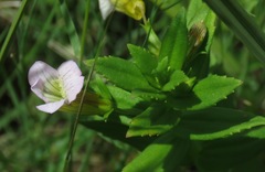 Gratiola officinalis