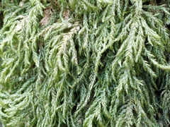 Thamnobryum alopecurum