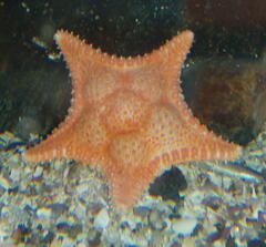 Hippasteria phrygiana