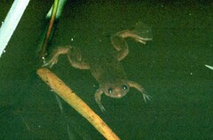Xenopus victorianus