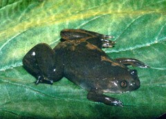 Xenopus victorianus