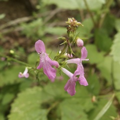 Stachys tenerrima