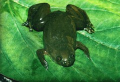 Xenopus victorianus