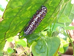 Parantica aglea