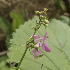 Stachys tenerrima